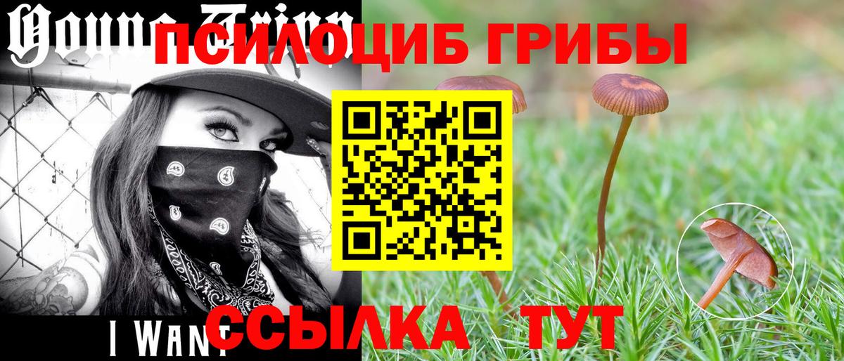 Галлюциногенные грибы Psilocybine cubensis  Вход с VPN  Боровичи  Галлюциногенные грибы мухоморы 